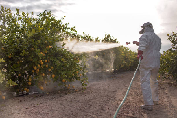 Reliable Munford, TN Pest Control Solutions