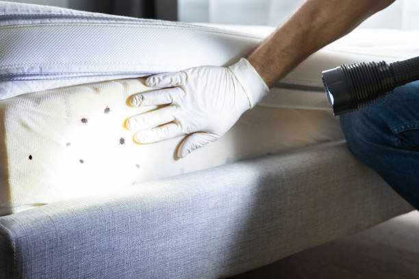 Best Emergency Pest Control  in Munford, TN